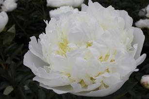 Paeonia Duchesse de Nemours